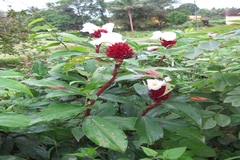 Costus speciosus